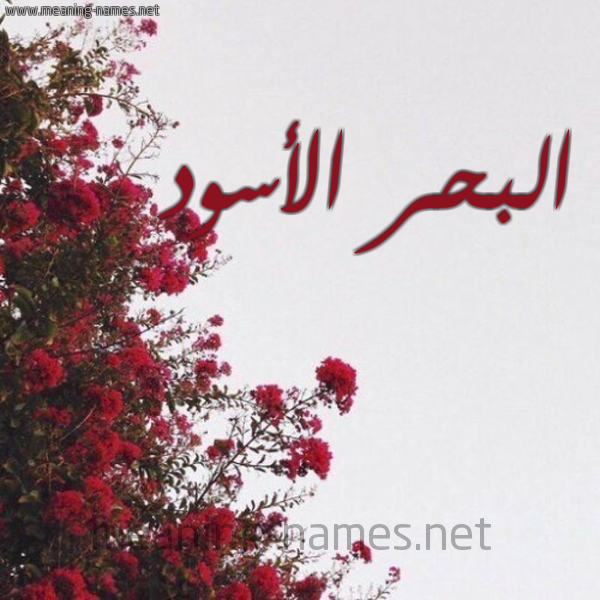 شكل 18 صوره الورد الأحمر للإسم بخط رقعة صورة اسم البحر الأسود ALBHR-ALASOD
